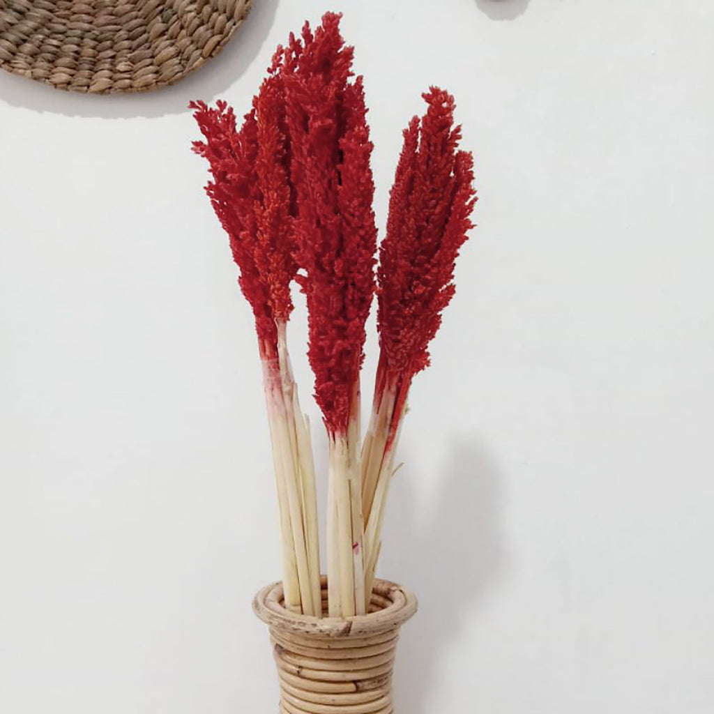 Manojo de hierba Cantal - Fuego