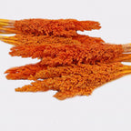 Racimo de Hierba Cantal - Naranja
