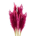 Manojo de Hierba Cantal - Rosa