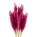 Manojo de Hierba Cantal - Rosa