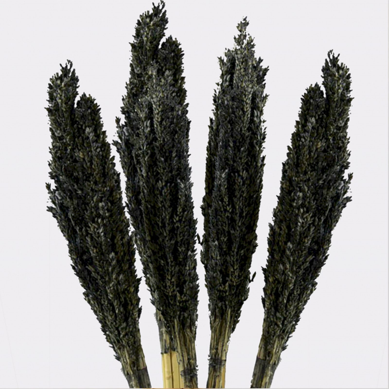 Manojo de Hierba Cantal