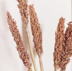 Manojo de Hierba Cantal