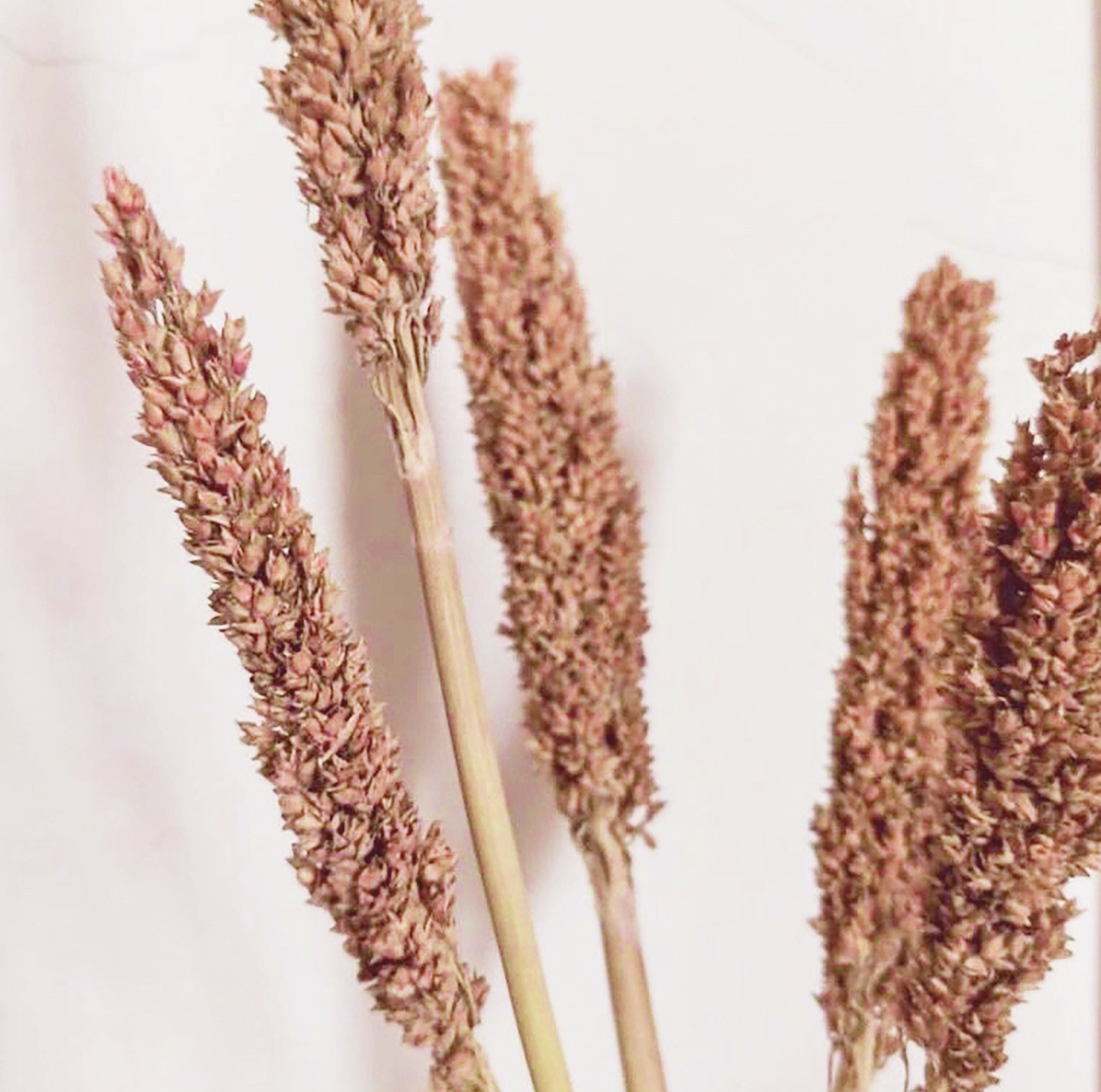 Manojo de Hierba Cantal