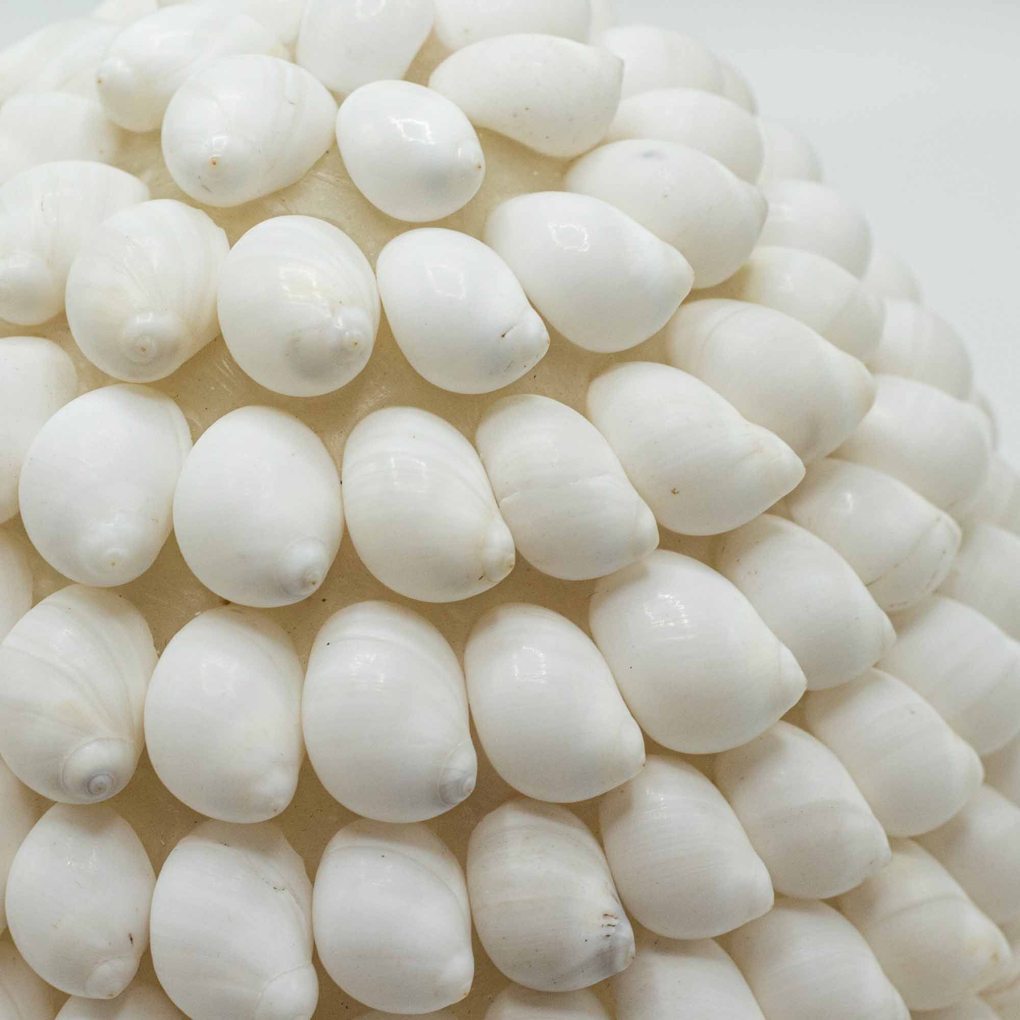 Lámpara Boho de Conchas Marinas ( 10 modelos )