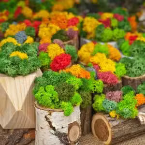 Musgo decorativo (aprox. 500g) ( 14 variantes )