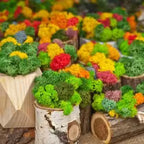 Musgo decorativo (aprox. 500g) ( 14 variantes )