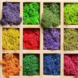 Musgo decorativo (aprox. 500g) ( 14 variantes )
